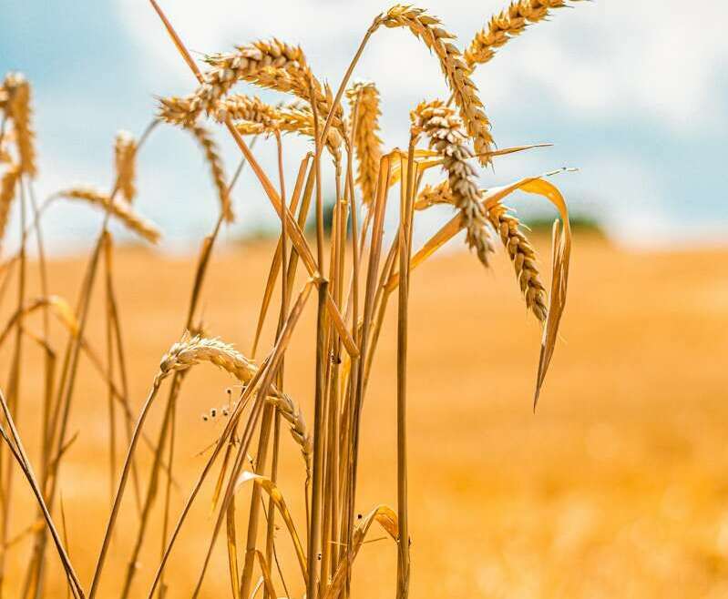 wheat field