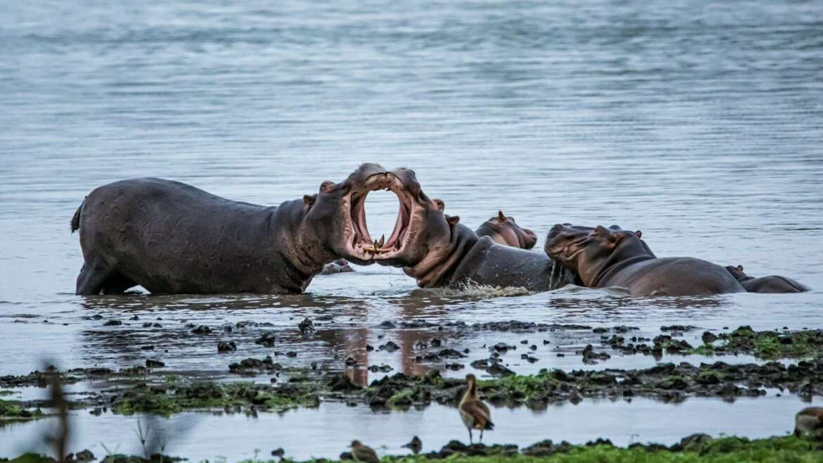 a herd of elephants standing next to a body of water